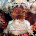 scorpionfish_papuan_shag_v_0705_png0913.jpg